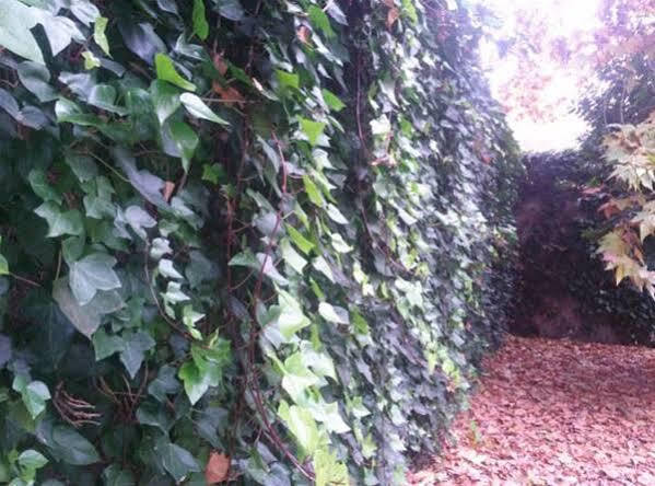 Hostal Ramon Y Cajal Valladolid Buitenkant foto